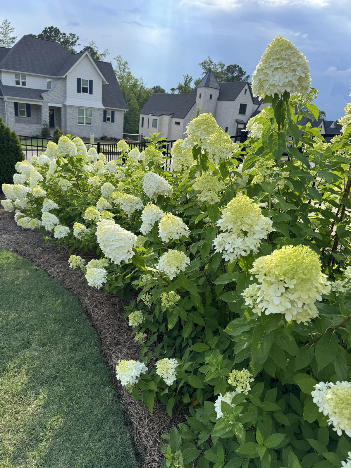 Limelight hydrangeas blooming in the garden beside the house